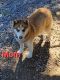 Alaskan Husky Puppies for sale in Mohawk, TN 37810, USA. price: NA