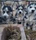 Alaskan Husky Puppies for sale in Perris, CA, USA. price: $100