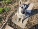 Alaskan Husky Puppies for sale in Jefferson, OR 97352, USA. price: NA
