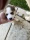 Alaskan Husky Puppies for sale in Lancaster, CA, USA. price: $500