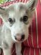 Alaskan Husky Puppies for sale in Beverly Hills, CA 90210, USA. price: NA