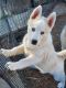 Alaskan Husky Puppies for sale in San Jose, CA, USA. price: NA