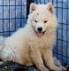 Alaskan Husky Puppies for sale in Aguanga, CA 92536, USA. price: $300