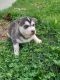 Alaskan Husky Puppies for sale in East Flat Rock, NC 28726, USA. price: $300