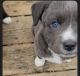 Alaskan Husky Puppies for sale in Rochelle, IL 61068, USA. price: NA