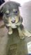 Alaskan Husky Puppies for sale in Elk Grove, CA, USA. price: $100
