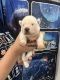 Alaskan Husky Puppies for sale in Polk City, FL 33868, USA. price: NA