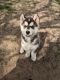Alaskan Husky Puppies for sale in Nashville, MI 49073, USA. price: $600