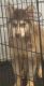 Alaskan Husky Puppies for sale in Lancaster, CA, USA. price: $400