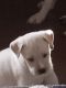 Alaskan Husky Puppies for sale in Pekin, IL, USA. price: $35,000
