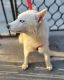 Alaskan Husky Puppies for sale in Brooklyn, NY, USA. price: $1,000