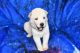 Alaskan Husky Puppies for sale in Polk City, FL 33868, USA. price: $500