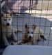 Alaskan Husky Puppies for sale in Aguanga, CA 92536, USA. price: $80