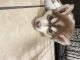 Alaskan Husky Puppies for sale in Los Angeles, CA, USA. price: $700
