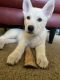 Alaskan Husky Puppies for sale in Las Vegas, NV 89128, USA. price: $800