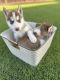 Alaskan Husky Puppies for sale in Imperial, CA, USA. price: $400