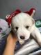 Alaskan Husky Puppies for sale in 357 Beach 47th St, Far Rockaway, NY 11691, USA. price: NA