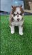 Alaskan Husky Puppies for sale in 1309 Coffeen Ave, Sheridan, WY 82801, USA. price: NA