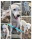 Alaskan Husky Puppies for sale in Tyler, TX 75702, USA. price: $1,200