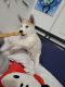 Alaskan Husky Puppies for sale in Long Beach, CA 90805, USA. price: $400