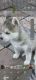 Alaskan Husky Puppies for sale in Denver, CO, USA. price: $400