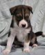 Alaskan Husky Puppies for sale in Readyville, TN 37149, USA. price: NA