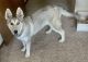 Alaskan Husky Puppies for sale in Albuquerque, NM, USA. price: NA