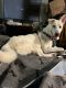 Alaskan Husky Puppies for sale in Monroe, WA, USA. price: $400
