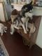 Alaskan Husky Puppies for sale in 5788 SW 42nd St, Miami, FL 33155, USA. price: $450