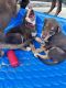 Alaskan Husky Puppies for sale in Boxwood Ln, Forest Hill, TX 76140, USA. price: NA