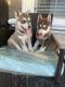 Alaskan Husky Puppies for sale in 1348 Holm Ave, Modesto, CA 95351, USA. price: NA