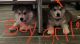 Alaskan Husky Puppies for sale in Stockton, CA, USA. price: $500