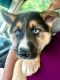 Alaskan Husky Puppies for sale in Port St. Lucie, FL, USA. price: $500