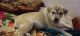 Alaskan Husky Puppies for sale in Phoenix, AZ 85041, USA. price: $300
