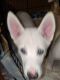 Alaskan Husky Puppies for sale in Laporte, MN 56461, USA. price: $650