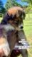 Alaskan Husky Puppies for sale in Winston-Salem, NC, USA. price: $400