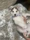 Alaskan Husky Puppies for sale in San Antonio, TX 78229, USA. price: $500