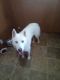 Alaskan Husky Puppies for sale in Parma, OH, USA. price: $350