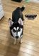 Alaskan Husky Puppies for sale in Staten Island, NY, USA. price: $100