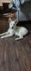 Alaskan Husky Puppies for sale in Dallas, TX, USA. price: $150