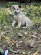 Alaskan Husky Puppies for sale in Paris, KY 40361, USA. price: $70