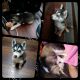 Alaskan Husky Puppies for sale in Suisun City, CA, USA. price: $600