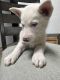 Alaskan Husky Puppies for sale in 5416 Robert Wayne Dr, Pasco, WA 99301, USA. price: $500