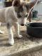 Alaskan Husky Puppies for sale in 5416 Robert Wayne Dr, Pasco, WA 99301, USA. price: $450