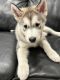 Alaskan Husky Puppies for sale in Houston, TX, USA. price: $500