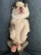 Alaskan Husky Puppies for sale in Peoria, AZ, USA. price: $120