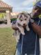 Alaskan Husky Puppies for sale in Las Vegas, NV, USA. price: $200