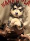 Alaskan Husky Puppies for sale in Cartersville, GA 30121, USA. price: NA