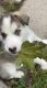 Alaskan Husky Puppies for sale in Sheboygan, WI, USA. price: $700
