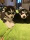 Alaskan Husky Puppies for sale in Houston, TX, USA. price: $250